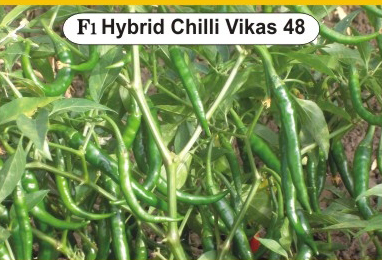 Hybrid Kitchen Garden
