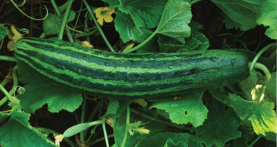 Kitchen Garden