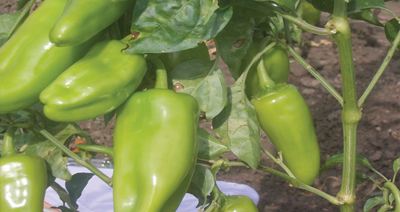 Kitchen Garden