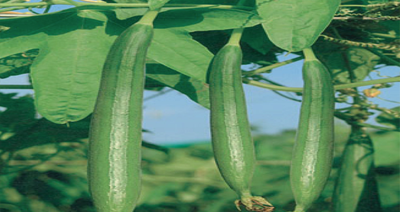 Kitchen Garden