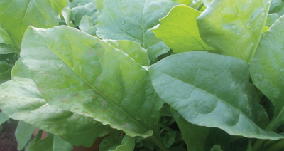 Kitchen Garden