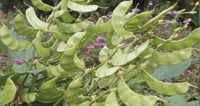 Kitchen Garden