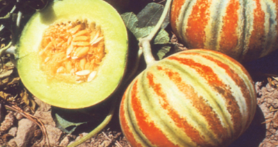 Kitchen Garden