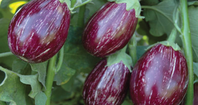 Kitchen Garden