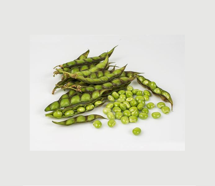 Research Pigeon Pea