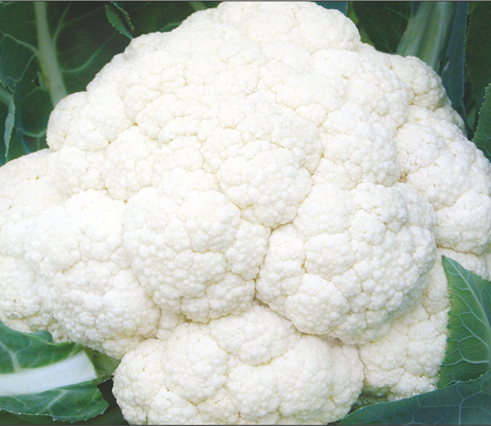 Research Cauliflower Vikas-6